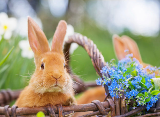 bunny
