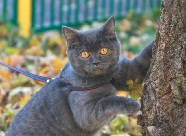 cat